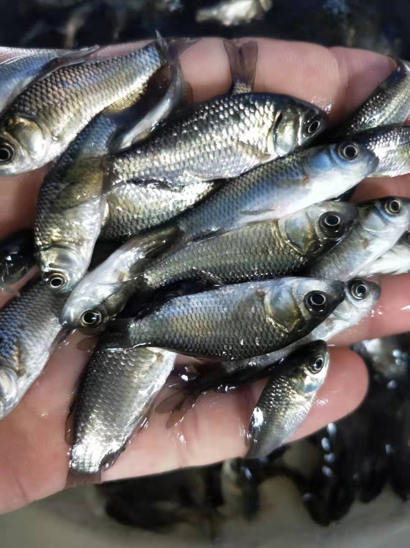 鲫鱼苗中科三号鲫鱼巨鲫鱼淡水鱼苗活体鱼苗