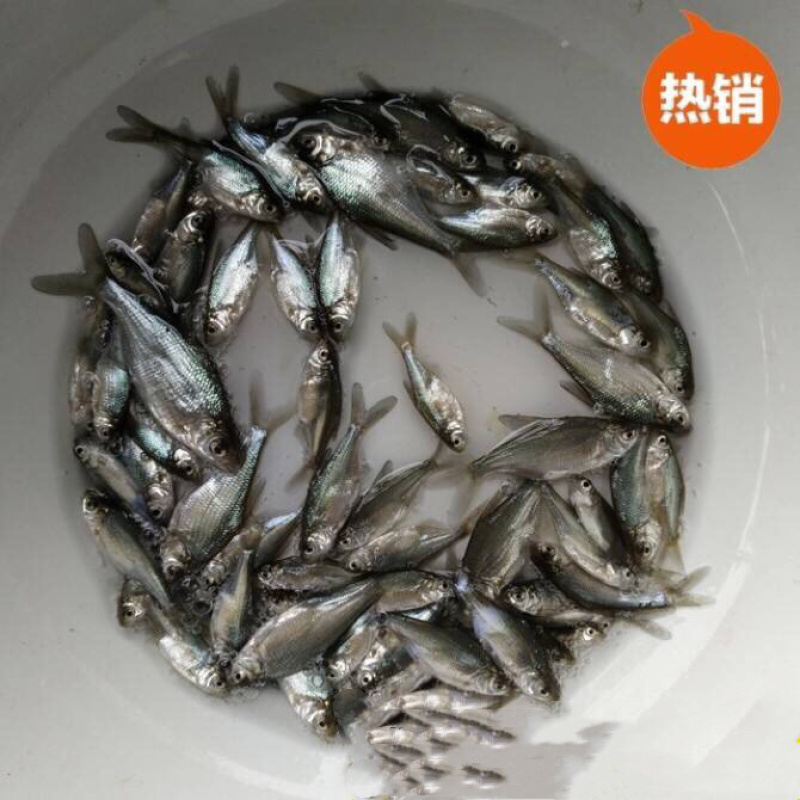 鳊鱼苗+边鱼苗+三角鲂鱼苗+武昌鱼苗+免费技术指导