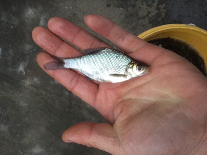 鳊鱼苗+边鱼苗+三角鲂鱼苗+武昌鱼苗+免费技术指导
