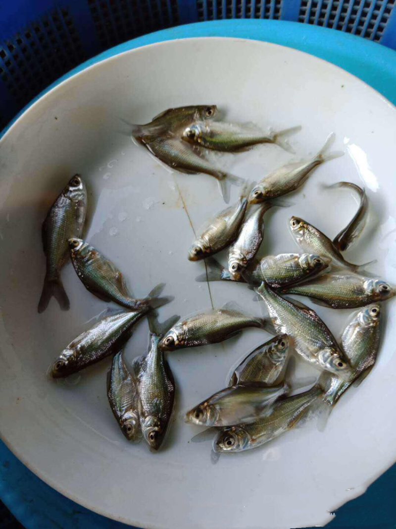 鳊鱼苗+边鱼苗+三角鲂鱼苗+武昌鱼苗+免费技术指导