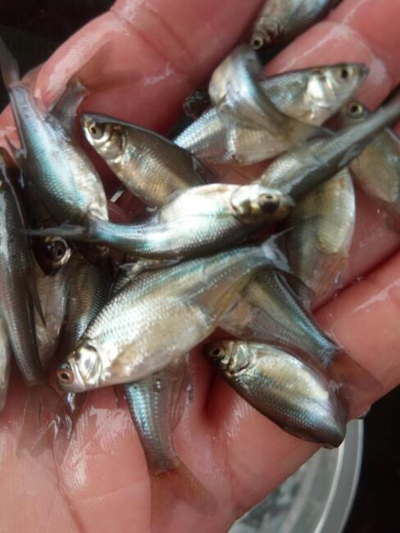 鳊鱼苗+边鱼苗+三角鲂鱼苗+武昌鱼苗+免费技术指导