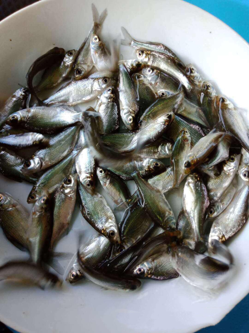 鳊鱼苗+边鱼苗+三角鲂鱼苗+武昌鱼苗+免费技术指导