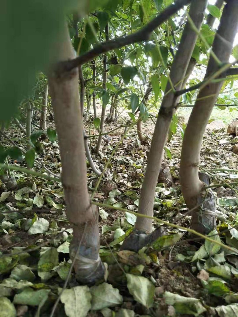 冬枣苗沾化冬枣树苗子弹枣苗包纯度当年结果死苗补发