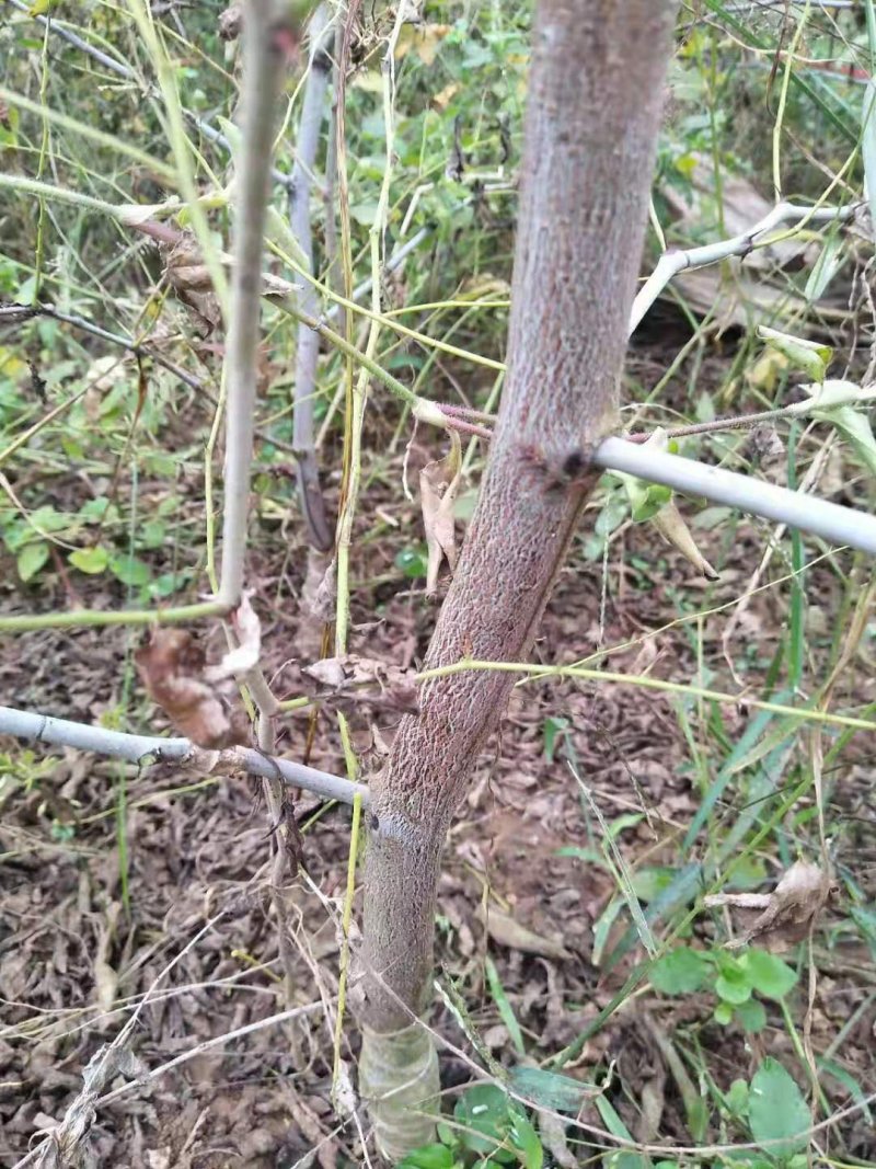 冬枣苗沾化冬枣树苗子弹枣苗包纯度当年结果死苗补发