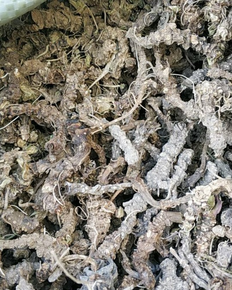 贵州野生蜘蛛香马蹄金马蹄香包邮