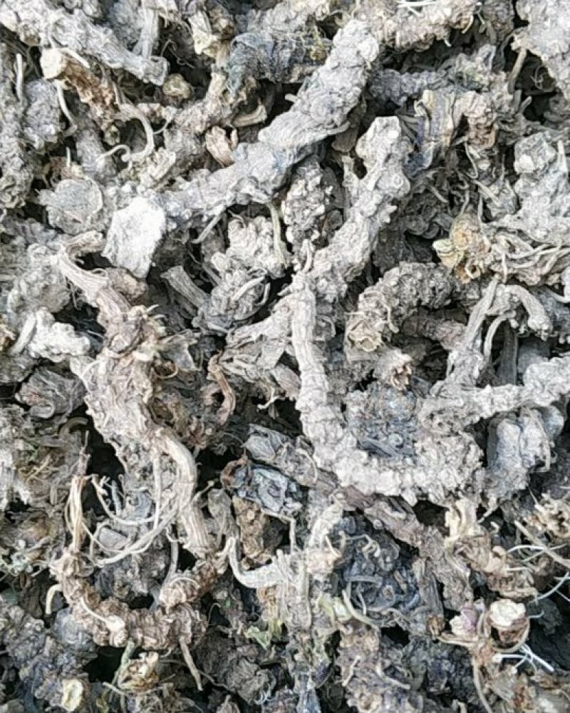 贵州野生蜘蛛香马蹄金马蹄香包邮