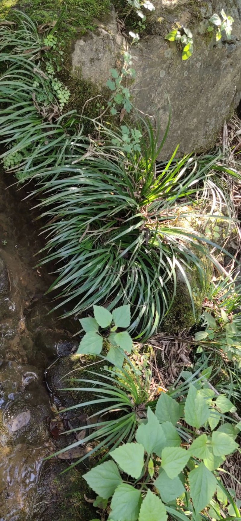 野生石菖蒲苗