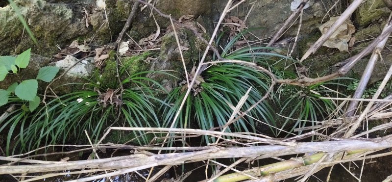 野生石菖蒲苗