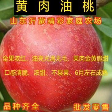 黄肉油桃嫁接油桃苗品种桃树苗产量高好管理品种桃