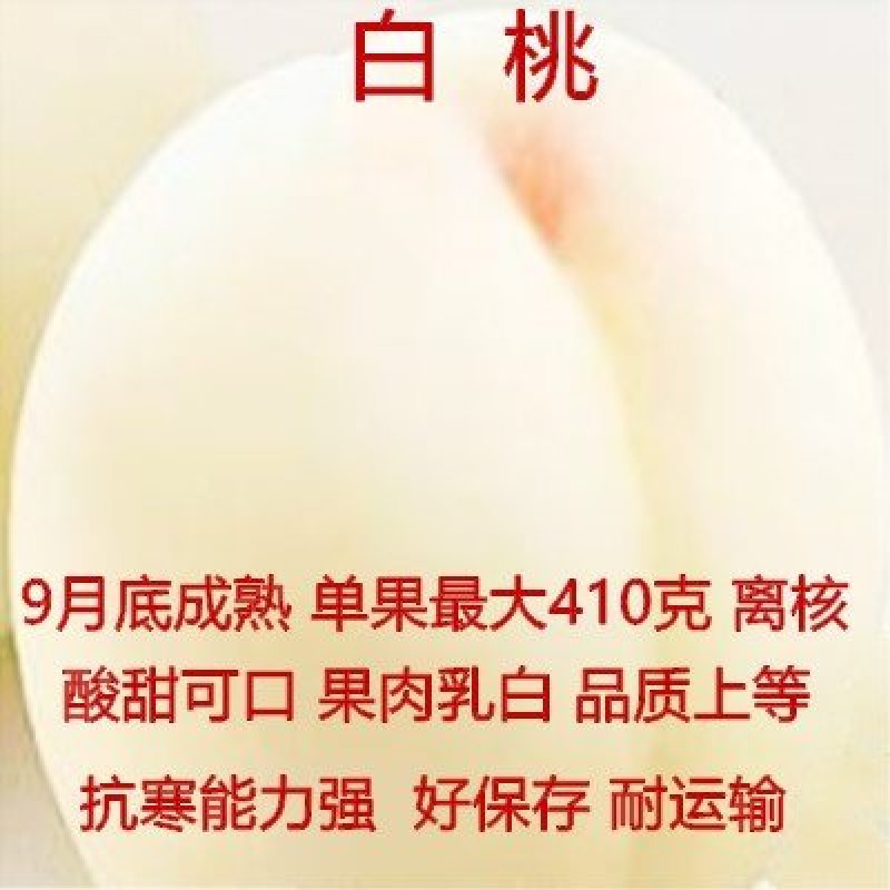 黄肉油桃嫁接油桃苗品种桃树苗产量高好管理品种桃