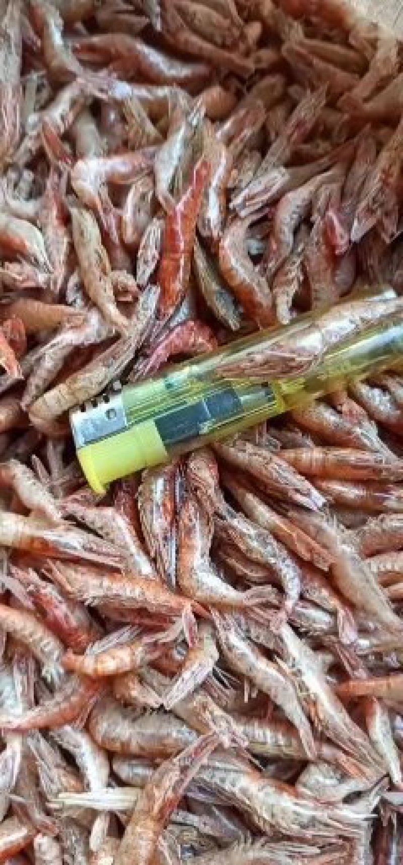 天然晾晒大红虾，颜色好看，好吃美味，下锅变红好吃补钙