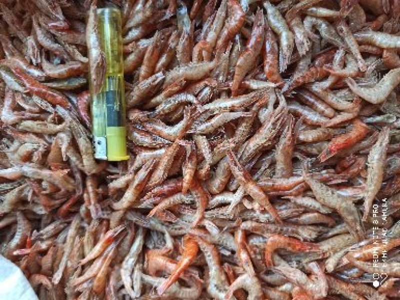 天然晾晒大红虾，颜色好看，好吃美味，下锅变红好吃补钙