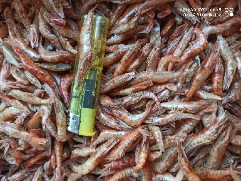 天然晾晒大红虾，颜色好看，好吃美味，下锅变红好吃补钙