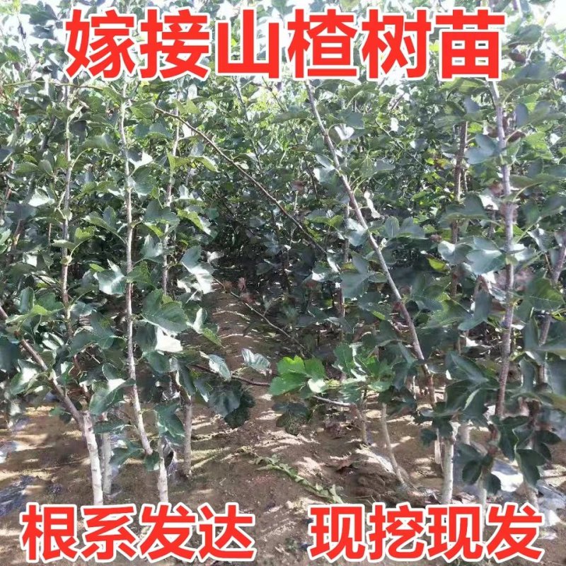 （热销）大五棱山楂苗嫁接苗当年结果苗南北方种植产量高