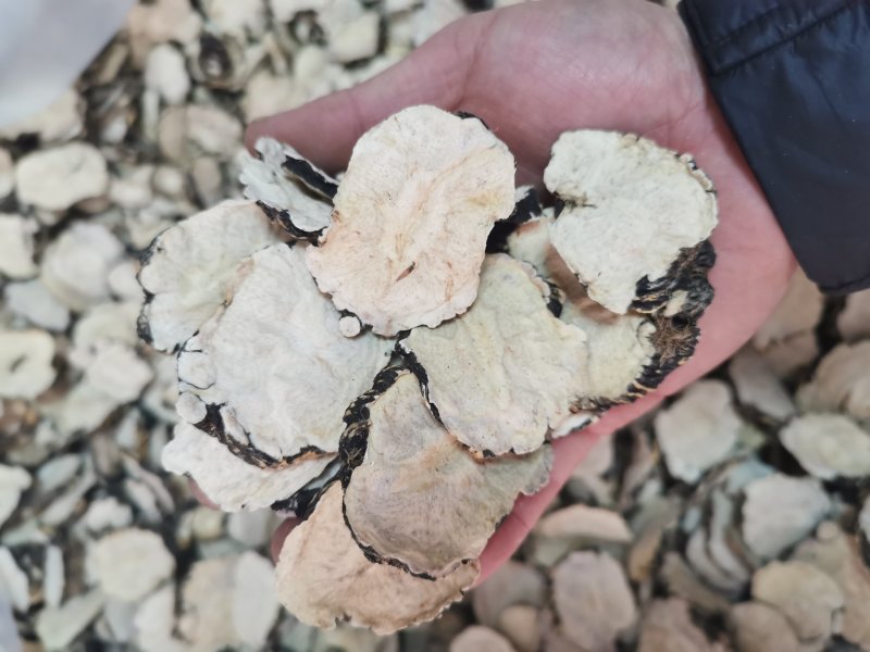 丽江黑玛咖干片、玛卡批发货源产地大货批发