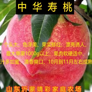 中华寿桃苗寿桃桃树苗南北方种植桃树苗嫁接桃树苗