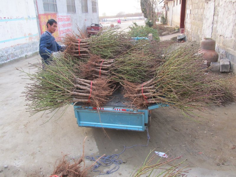 中华寿桃苗嫁接中华寿桃苗当年挂果当年种植当年挂果盆栽地栽