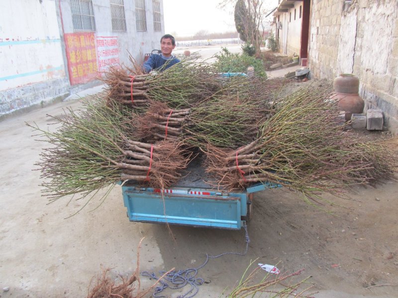 中华寿桃苗嫁接中华寿桃苗当年挂果当年种植当年挂果盆栽地栽