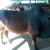老挝缅甸泰国正宗土黄牛