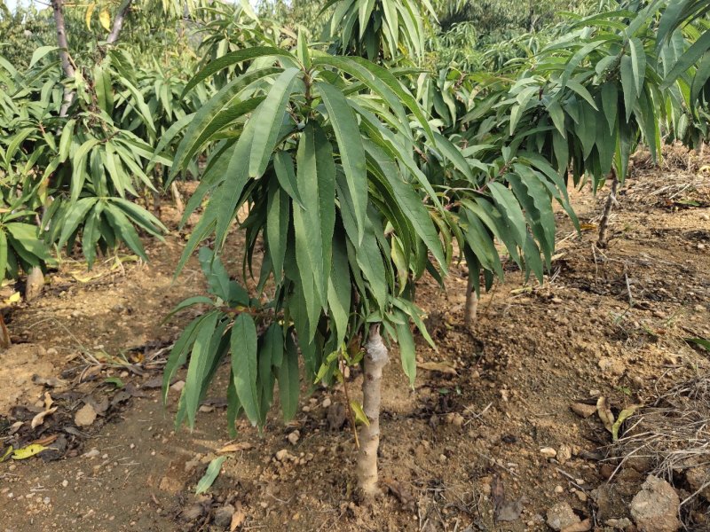 中华寿桃苗嫁接中华寿桃苗当年挂果当年种植当年挂果盆栽地栽