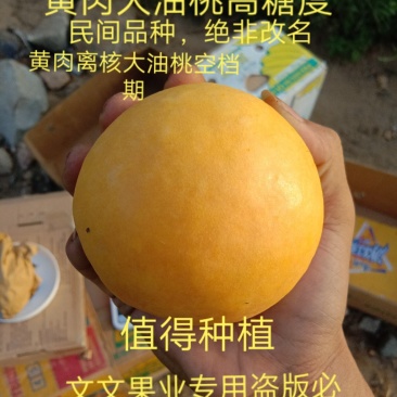【有好货】桃树苗新品种钱树九黄肉离核大油桃高糖度包成活