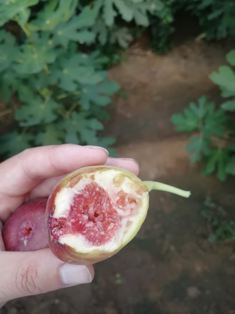 波姬红无花果苗批发包邮发货保证品种当年挂果