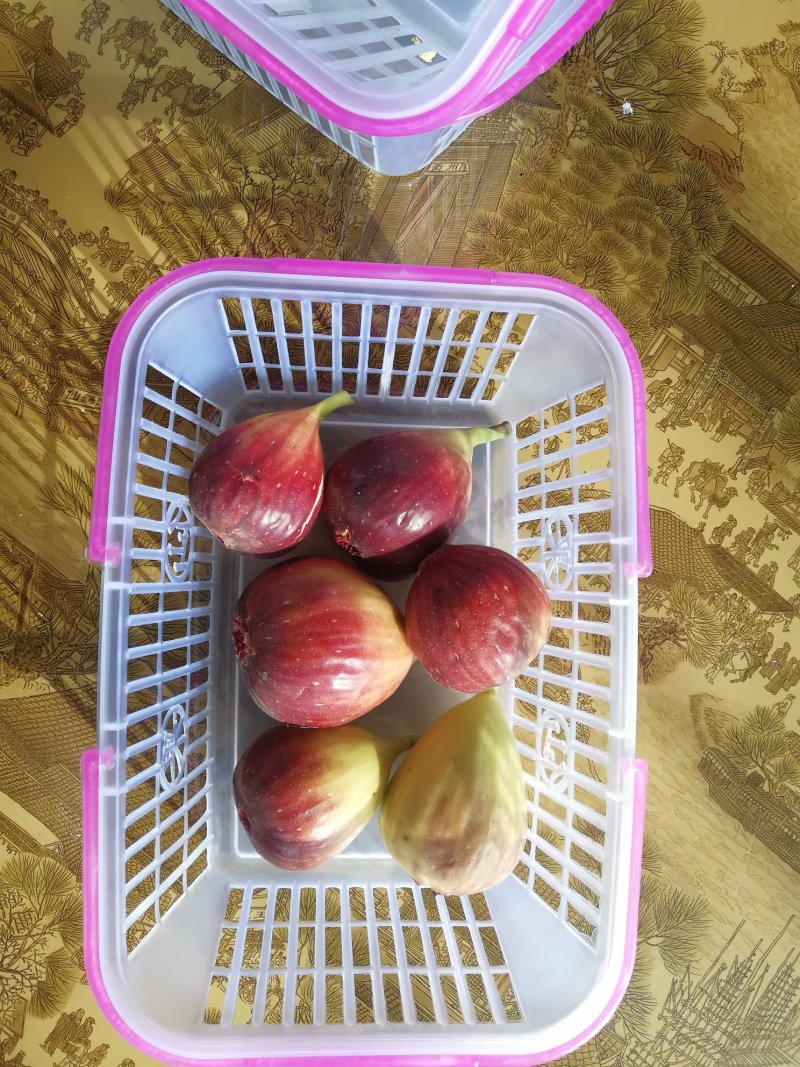 波姬红无花果苗批发包邮发货保证品种当年挂果
