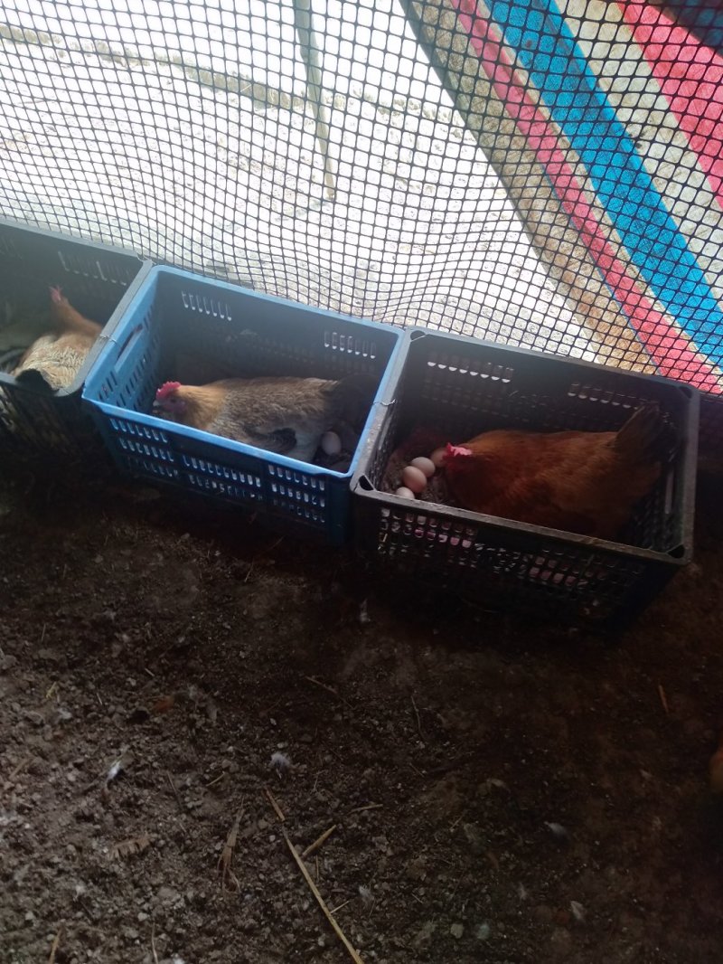 正宗散养土鸡蛋