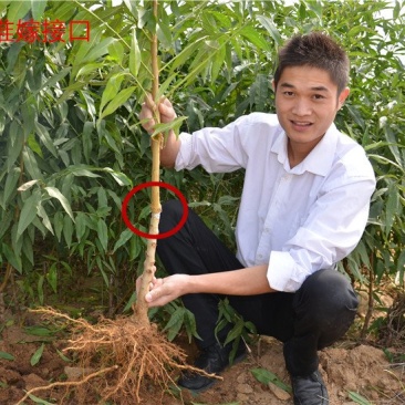 桃树苗水蜜桃苗黄桃寿桃盆栽地栽果树苗适应南方北方种植