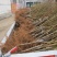 桃树苗水蜜桃苗黄桃寿桃盆栽地栽果树苗适应南方北方种植