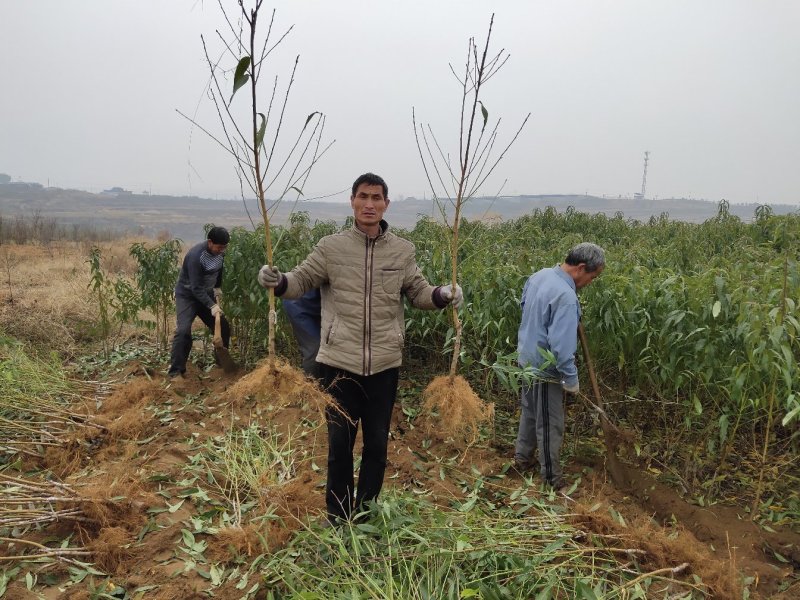 桃树苗水蜜桃苗黄桃寿桃盆栽地栽果树苗适应南方北方种植
