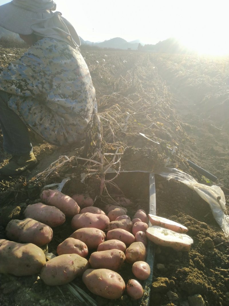出售鲜青薯九号土豆