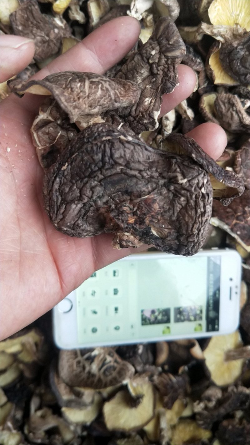 这款是野生菇2，树木香菇，椴木菇2。厚实。