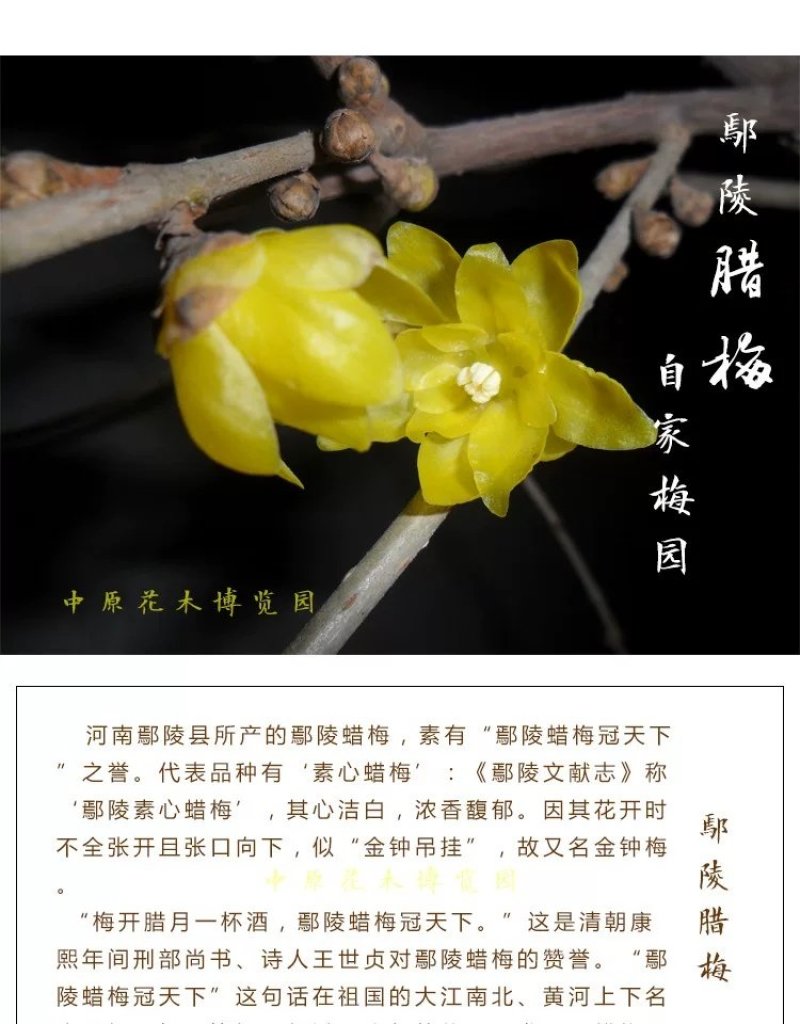 [推荐]腊梅1—10公分规格全基地24小时在线提技术
