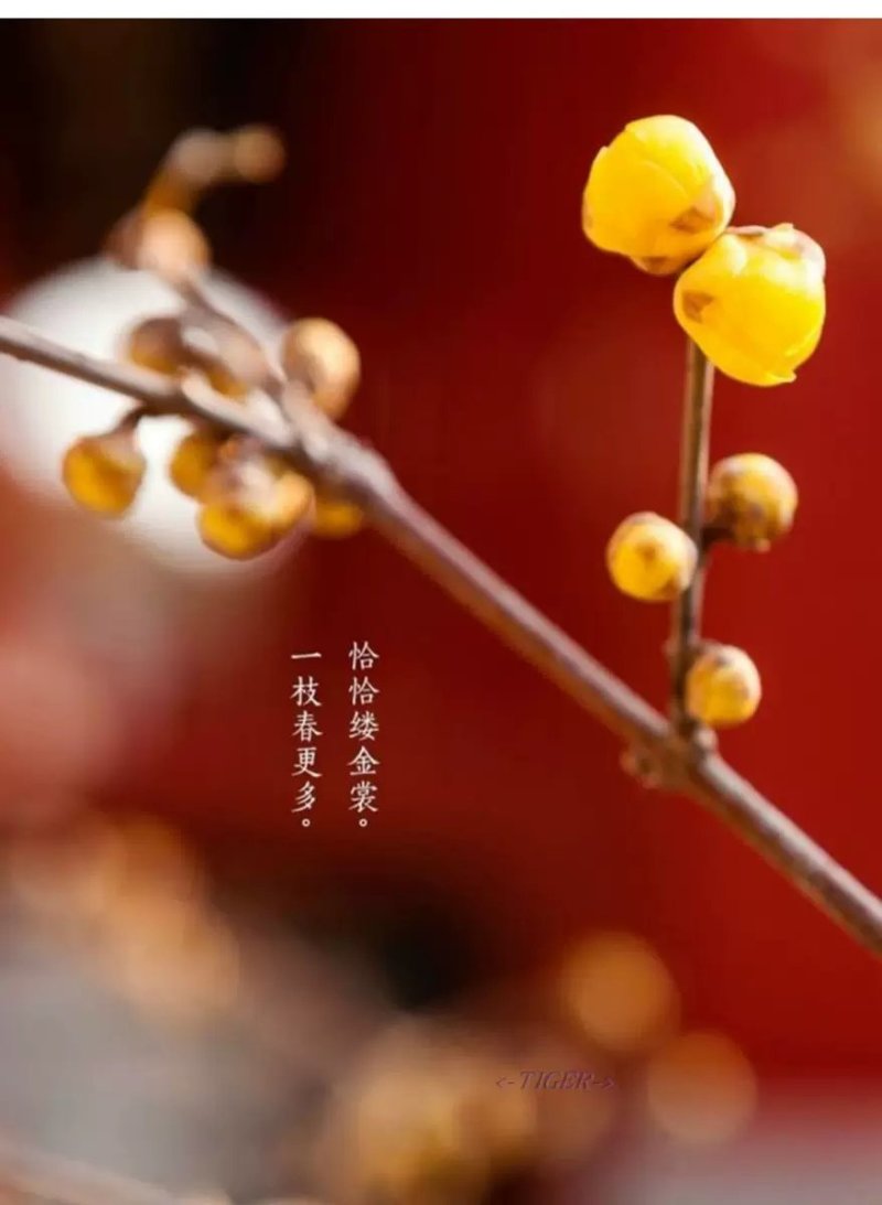 [推荐]腊梅1—10公分规格全基地24小时在线提技术