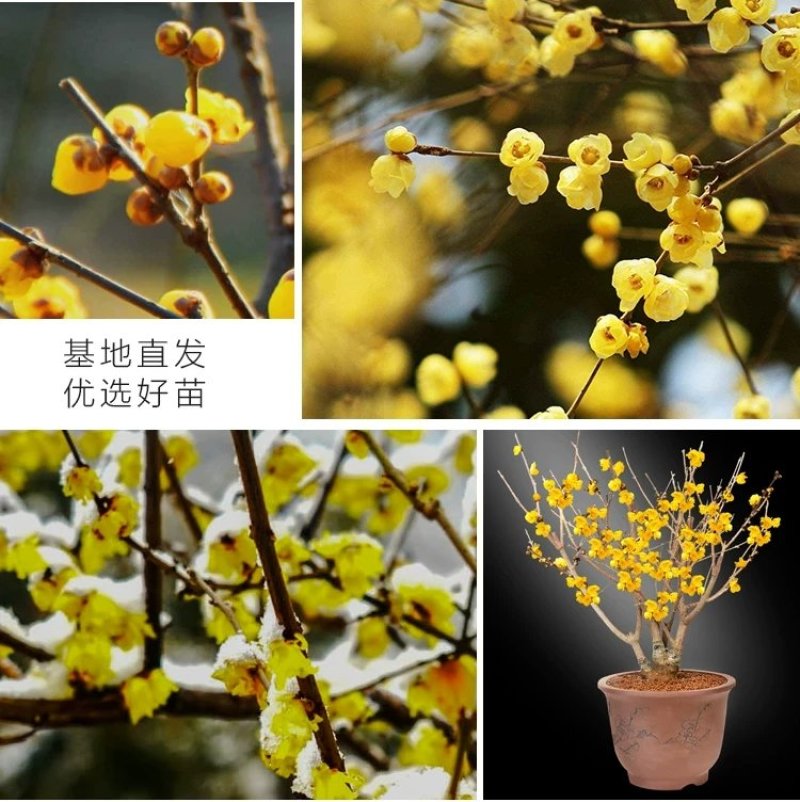 [推荐]腊梅1—10公分规格全基地24小时在线提技术