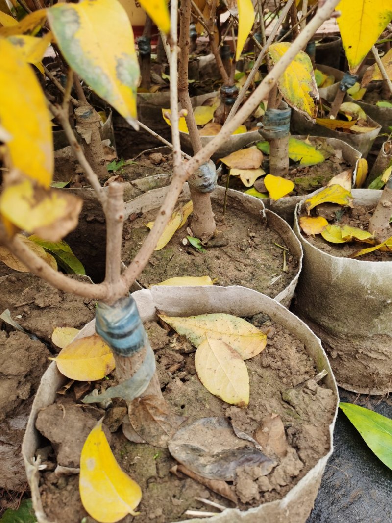 [推荐]腊梅1—10公分规格全基地24小时在线提技术