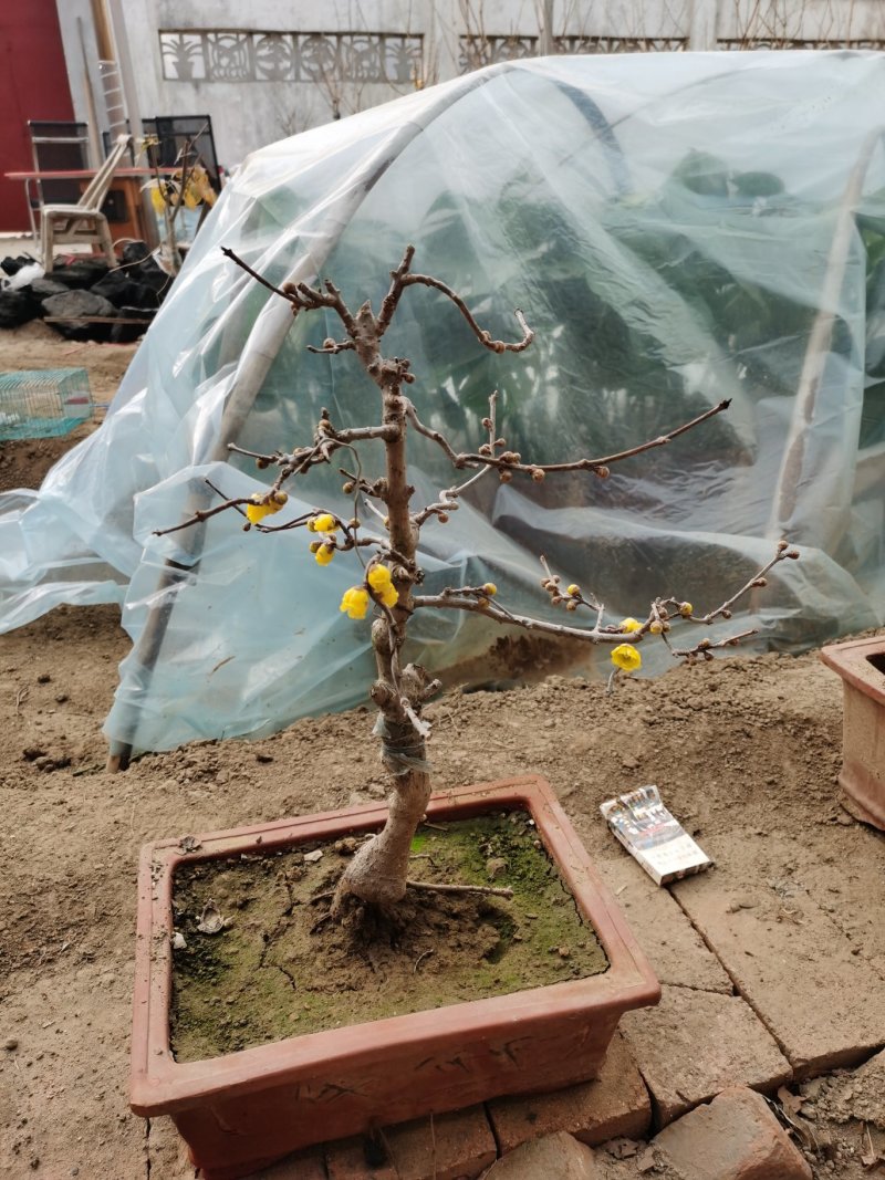[推荐]腊梅1—10公分规格全基地24小时在线提技术