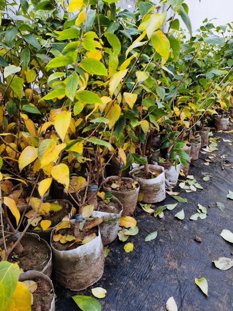 [推荐]腊梅1—10公分规格全基地24小时在线提技术