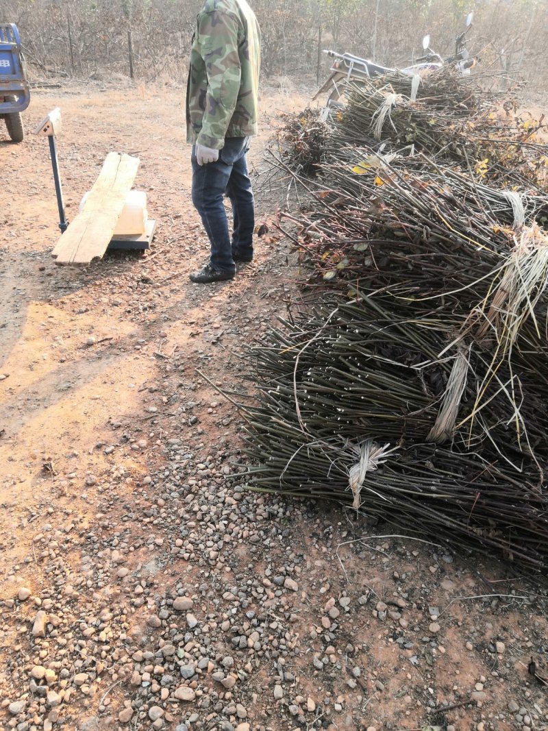 樟树市中花吴茱萸枝条出售老树枝条全国包邮