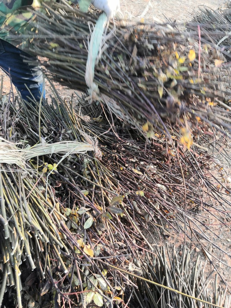 樟树市中花吴茱萸枝条出售老树枝条全国包邮