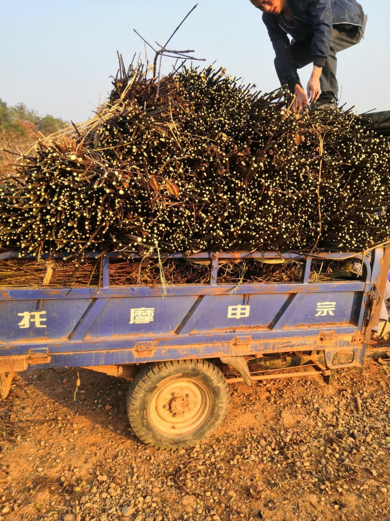 樟树市中花吴茱萸枝条出售老树枝条全国包邮
