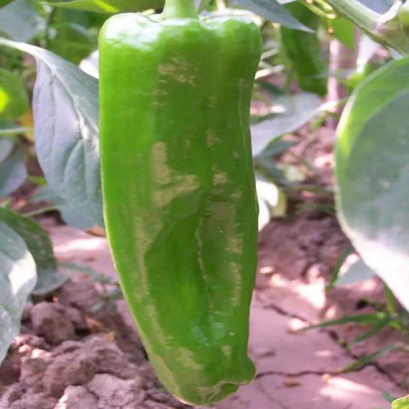 牛角椒辣椒苗，颜色亮丽，