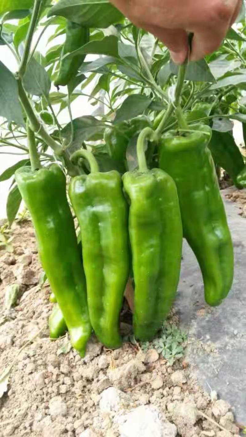 牛角椒辣椒苗，颜色亮丽，