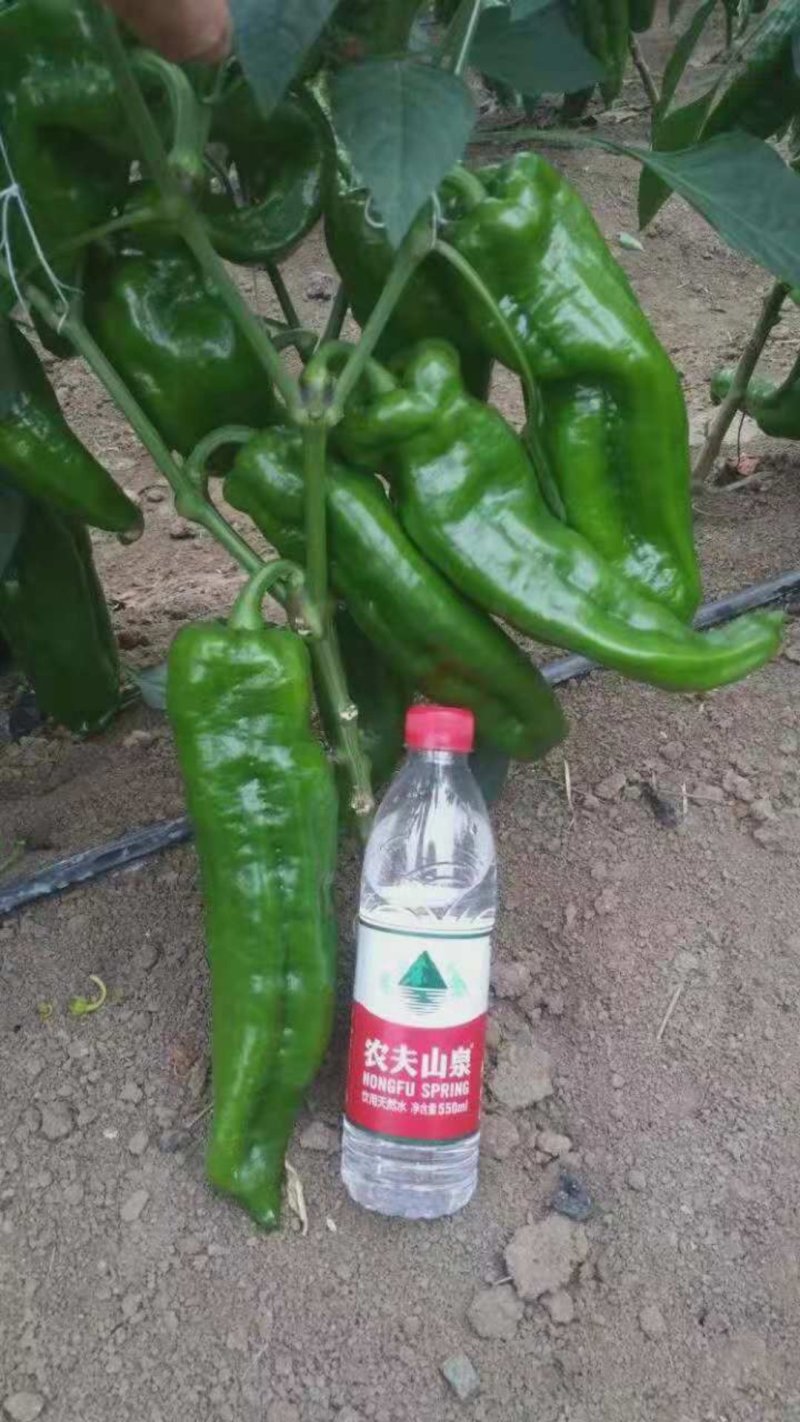 牛角椒辣椒苗，颜色亮丽，