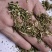 金银花沫子双花沫子不包邮费