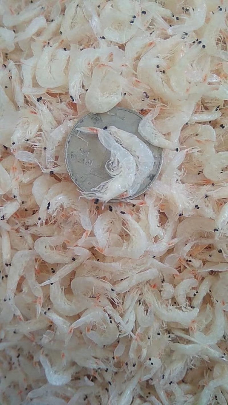 无盐虾皮，淡干虾皮，厂家直销，资质齐全，可贴牌，代加工