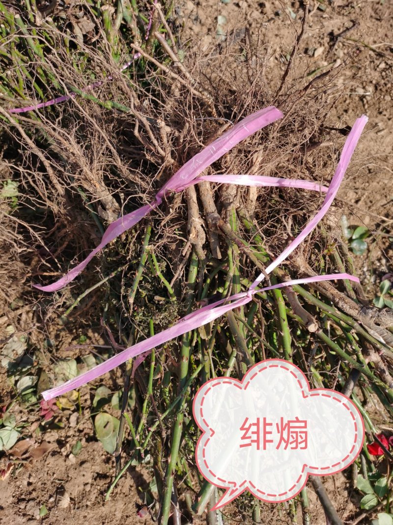 精品月季、守信花木基地地直发货源稳定视频看货