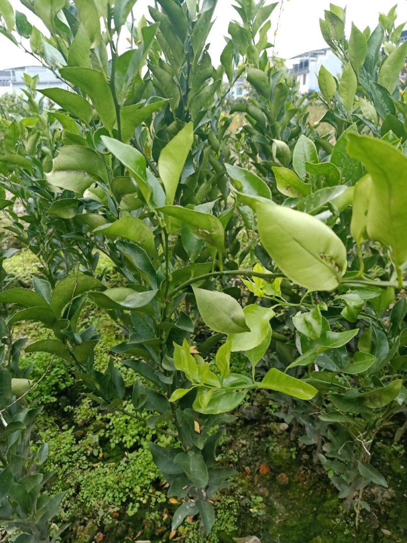 红美人28号苗，明日见苗，脐橙纽荷尔苗，甘平苗