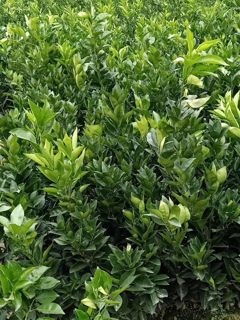 红美人28号苗，明日见苗，脐橙纽荷尔苗，甘平苗